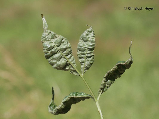 Gallmilben (Epitrimerus trilobus) an Holunder - Schadbild