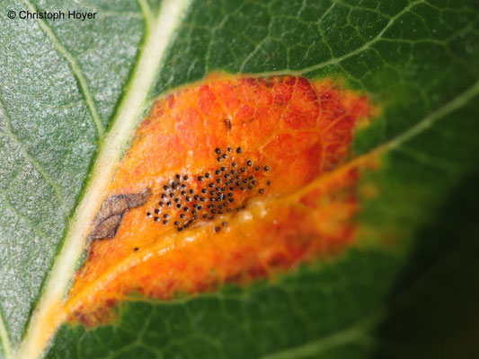 Birnengitterrost (Gymnosporangium sabinae) an Birne - Schadbild Blatt