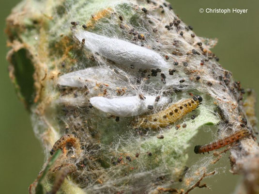 Pflaumengespinstmotte an Schlehe - Gespinst mit Larven