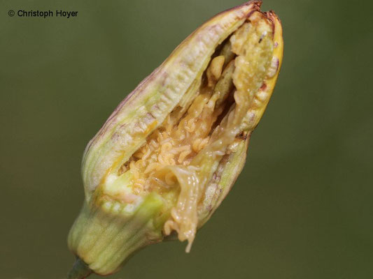 Knospengallmücke (Contarinia quinquenotata) an Taglilie (Hemerocallis spec.) - Larven