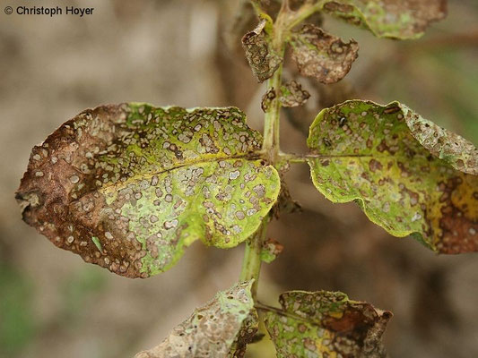 Kartoffelerdfloh - Schadbild
