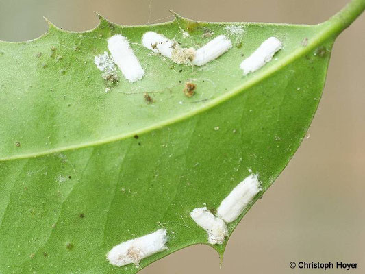 Wollige Schildläuse an Ilex -Eisäcke