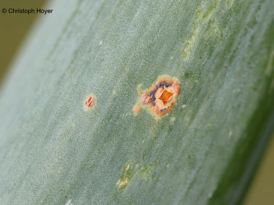 Rostpustenl von Puccinia allii an Lauchzwiebel