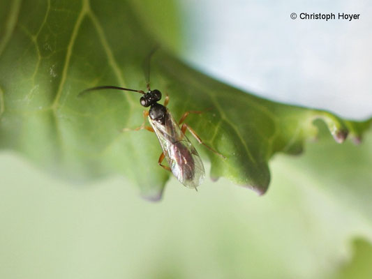 Brackwespe (Cotesia glomerata)