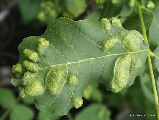 Filzgallmilbe an Walnuss - Schadbilder