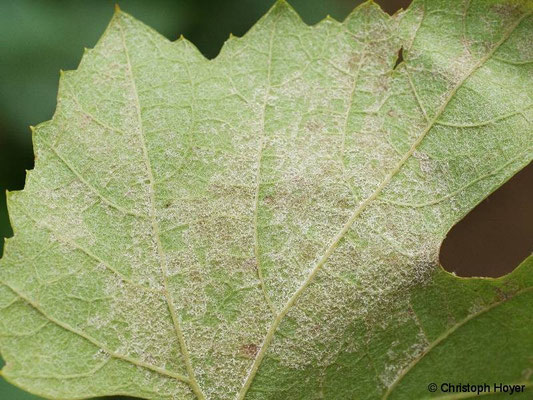 Falscher Mehltau an Wein (Plasmopara viticola) - Sporenrasen auf der Blattunterseite