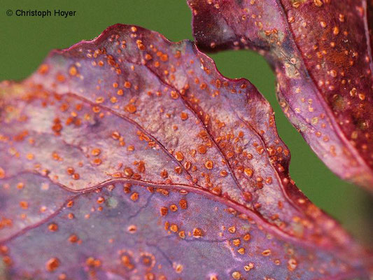 Rübenrost (Uromyces betae) an Roter Bete