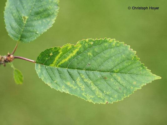 Prunus avium - Virussymptome (Chlorotischen Ringflecken-Virus)