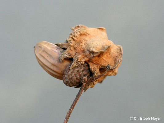 Knoppergalle - Schadbild - Andricus quercuscalicis