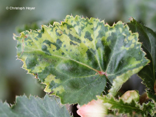 Virussymptome an Knollenbegonie (Begonia x tuberhybrida)