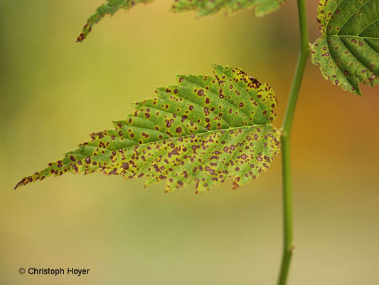 Pilzliche Blattflecken (Blumeriella kerriae) an Ranunkelstrauch (Kerria japonica)