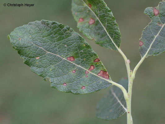 Rost (Melampsora spec.) an Weide (Salix caprea)