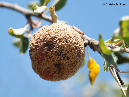 Monilia-Fruchtfäule an Apfel