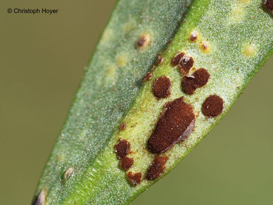 Rost (Puccinia antirrhini) an Löwenmäulchen (Antirrhinum majus)