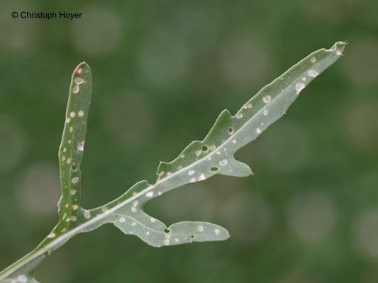 Rucola - Erdfloh - Schadbild
