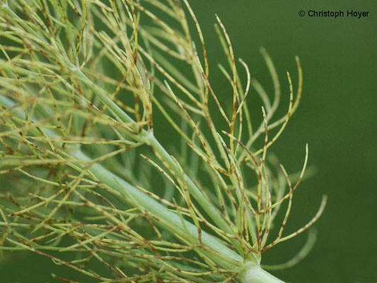 Blattflecken an Knollenfenchel