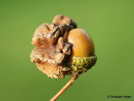 Eiche - Knoppergalle