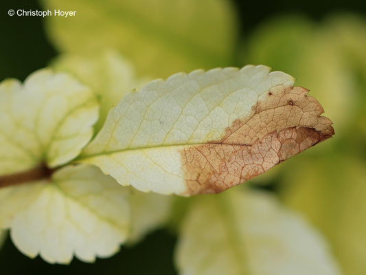 Chlorose an Scheinquitte
