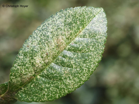Scheinquitte (Chaenomeles japonica) - Birnennetzwanze (Stephanitis pyri) - Schadbild