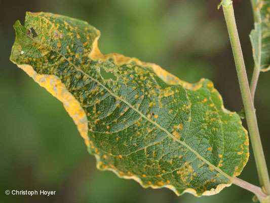 Rost (Melampsora spec.) an Weide (Salix caprea)