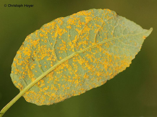 Rost (Melampsora spec.) an Weide (Salix caprea)