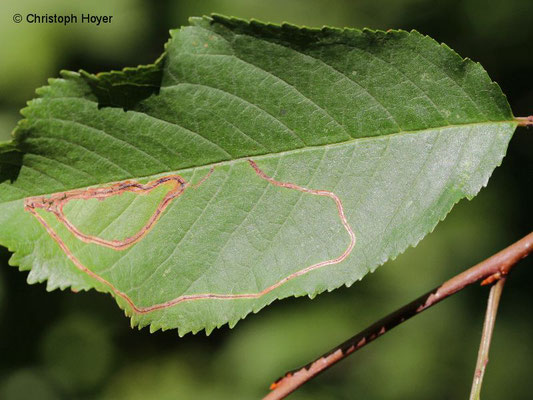 Schlangenminiermotte (Lyonetia clerkella) an Vogelkirsche/Süßkirsche (Prunus avium) - Schadbild