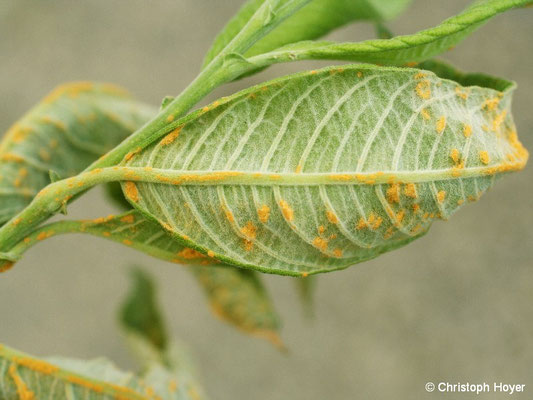 Rost (Melampsora spec.) an Weide (Salix caprea)
