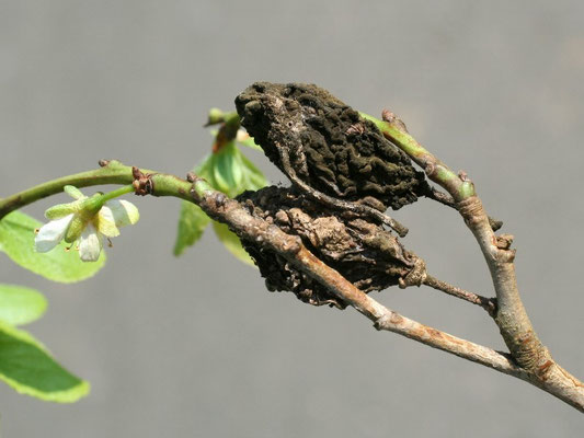 Monilia-Fruchtfäule an Zwetsche