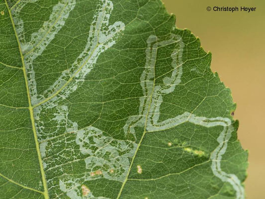 Miniermotte (Phyllocnistis labyrinthella) an Zitterpappel (Populus tremula) - Schadbild 