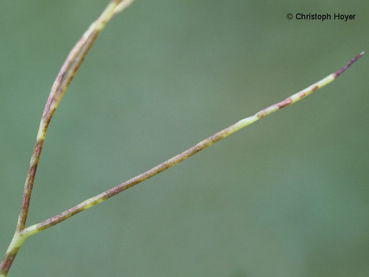 Blattflecken an Knollenfenchel