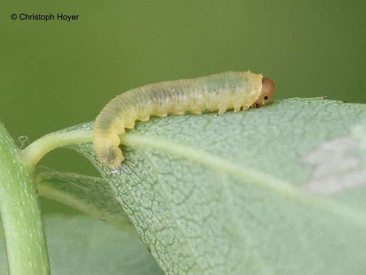 Rosenblattwespe  (Endelomyia aethiops Syn. Caliroa aethiops) -  Larve