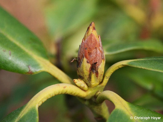 Knospensterben an Rhododendron