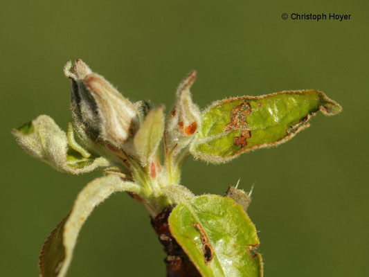 Grauer Knospenwickler (Hedya nubiferana) an Apfel - Schadbild