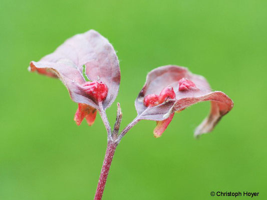 Gallen der Gallmücken (Craneiobia corni) an Hartriegel (Cornus sanguinea)