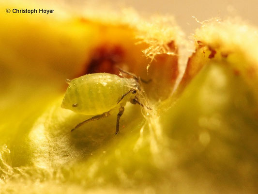 Apfelgraslaus (Rhopalosiphum insertum)