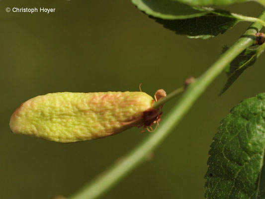 Myrobalane (Prunus cerasifera) - Narren oder Taschenkrankheit (Taphrina pruni) Fruchtsymptome