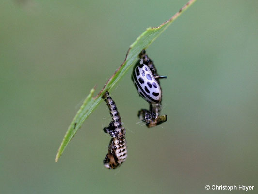 Gefleckter Weidenblattkäfer - Puppenhülle und frisch geschlüpfter Käfer