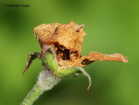 Apfelblütenstecher - Schadbild