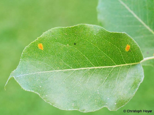 Birnengitterrost (Gymnosporangium sabinae) an Birne  - Schadbild Blatt