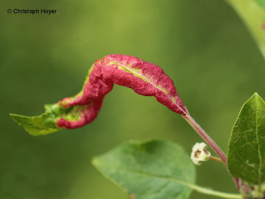 Apfelfaltenlaus (Dysaphis spec.) - Schadbild