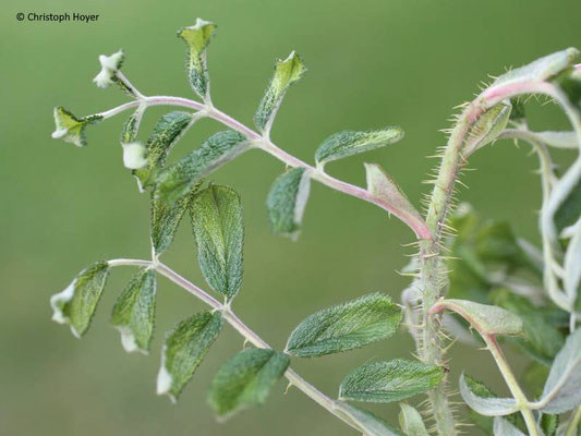 Spritzschaden durch Abdrift von Roundup (Glyphosat)
