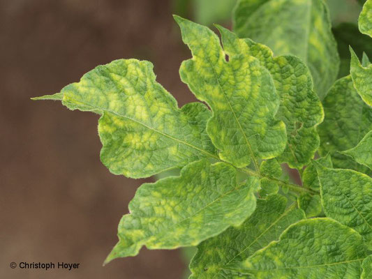 Kartoffel-y-Virus - Schadbild an Blättern