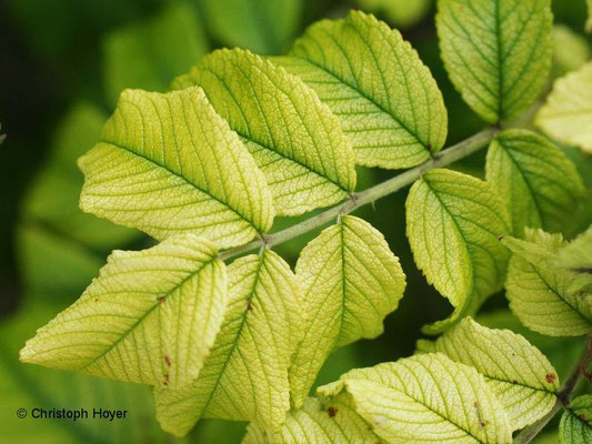 Chlorose an Rosa rugosa