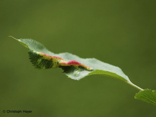 Apfelfaltenlaus (Dysaphis spec.) - Schadbild