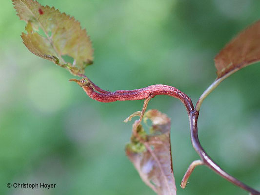 Blutpflaume (Prunus cerasifera 'Nigra') - Narren oder Taschenkrankheit (Taphrina pruni) Triebsymptome Triebsymptome