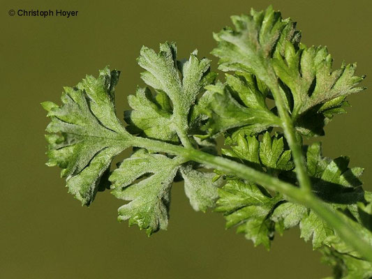 Echter Mehltau (Erysiphe heraclei) an Petersilie (Petroselinum crispum)