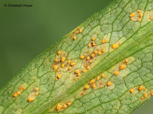Rost (Coleosporium spec.) an Kissenaster (Aster dumosus syn. Symphyotrichum dumosum)