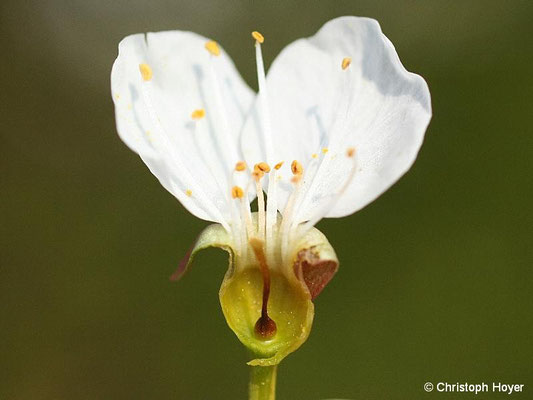 Süßkirsche - Frostschaden an Blüte