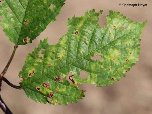 Schrotschusskrankheit (Stigmina carpophila) an Süßkirsche