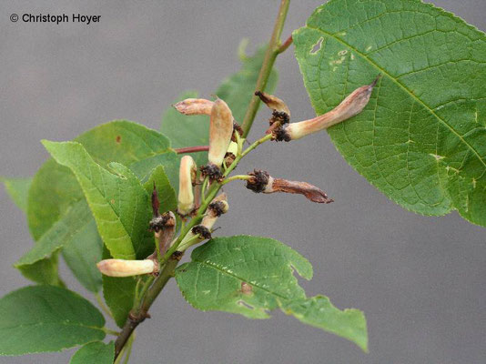 Narren- oder Taschenkrankheit (Taphrina padi) an Traubenkirsche (Prunus padus)